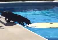 Koira noutaa pallon altaasta