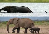 Elefantit ylittää joen