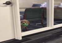 Koira työpaikalla