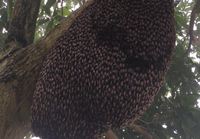Mehiläisten puolustautumiskeino saalistajia vastaan