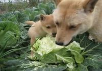 Koirien salaattihetki