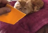 Kissa vs juustosiivu