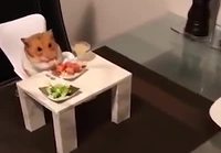 Hamsterin kanssa aterialla