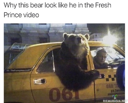 Fresh bear of Bel air