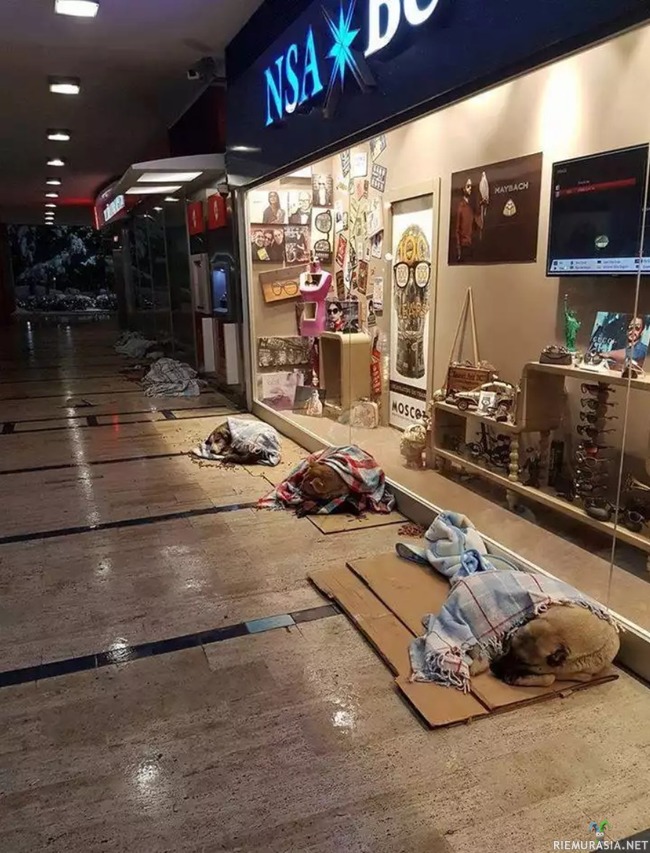 Ostoskeskus Turkissa - Antaa kulkukoirien nukkua sisällä kylmän sään vuoksi