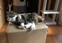 Kissa ja laatikon yllätys