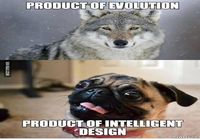 Evoluutio vs jalostus