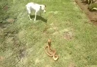 Koira vs Käärme