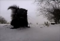 Orava varastaa kameran