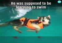 Koiraa opetetaan uimaan
