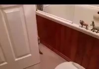 Kissa leikkii pesuhuoneessa