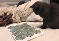 Kissalle optisia illuusioita
