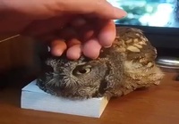 Needy owl