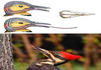 Woodpecker's tongue