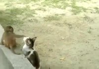 Apina leikki kissan kanssa