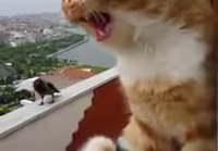 Kissa juttelee variksen kanssa