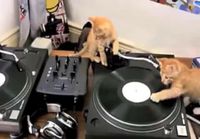 Purrfect mixing