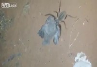 Hämähäkki syö linnun