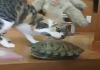 Kissa kohtaa kilpikonnan ensimmäistä kertaa