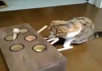 Kissa ihmettelee peliä