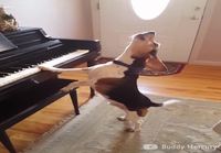 Beagle soittaa pianoa ja laulaa