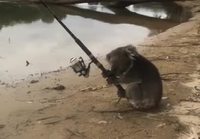 Koala kalastaa