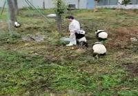 Pandanhoitaja joutuu hyökkäyksen kohteeksi