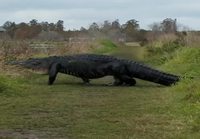Jättimäinen alligaattori ylittää tien