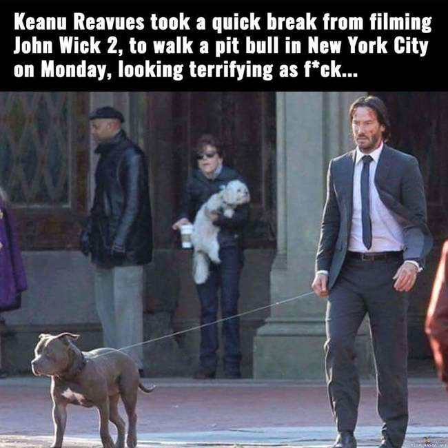 Keanu Reeves ulkoiluttamassa koiraa - John Wick 2:n kuvauksista breikillä on hyvä viedä koirakamua ulos