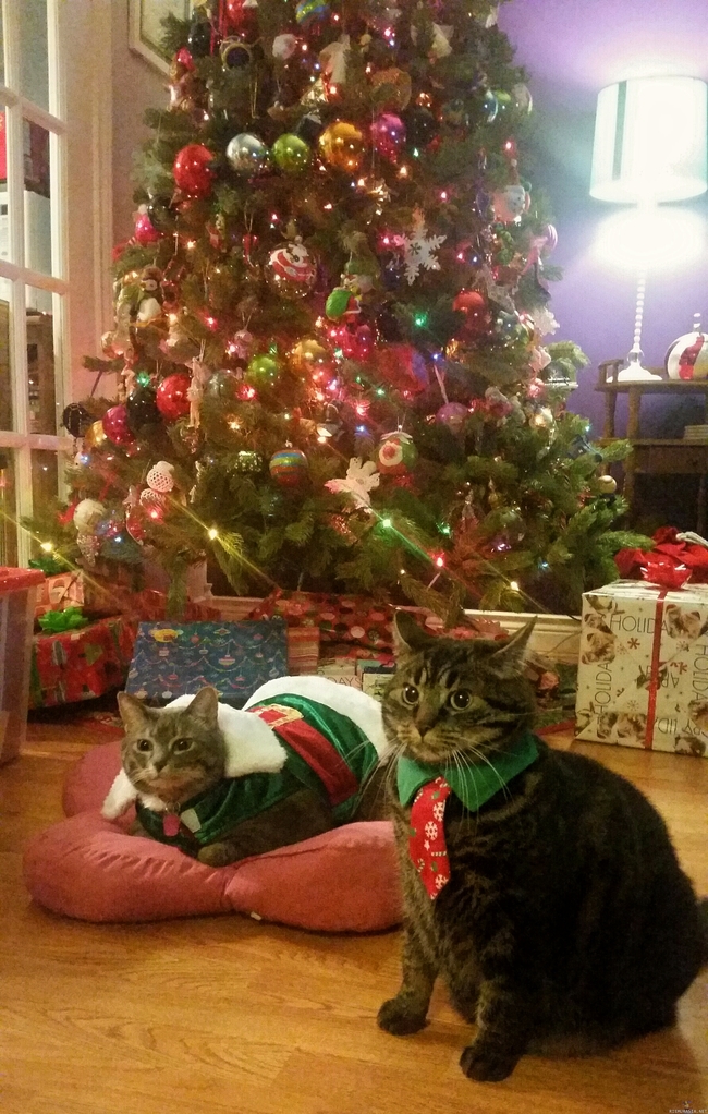 Kissat valmiina jouluun - Kisut juhlatunnelmissa