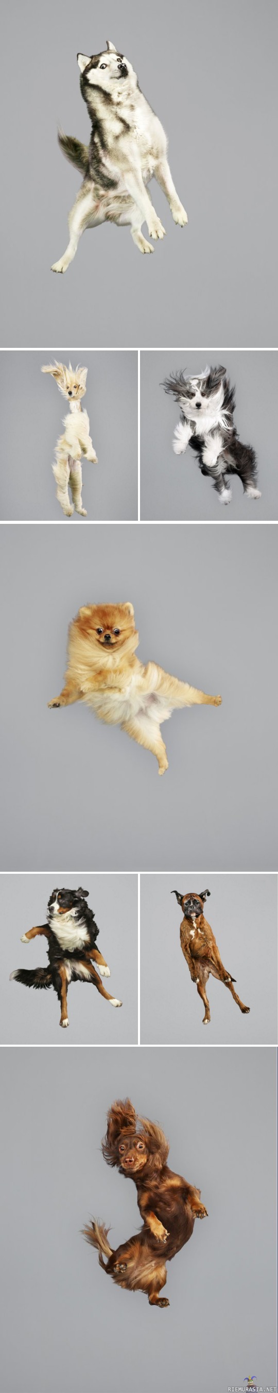 Koirat ilmassa - Saksalaisen valokuvaajan Julia Christen Freestyle Series.
http://www.juliachriste.de/