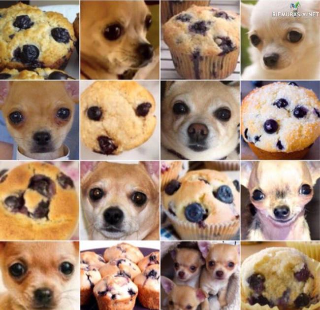 Chihuahua vai muffinssi?