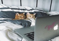 Catflix and chill