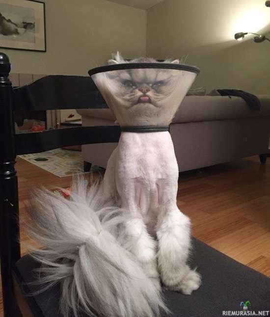 Kissa on lamppu - eikä pidä siitä