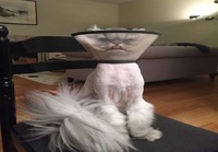 Kissa on lamppu