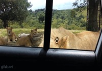 Leijona pyrkii autoon
