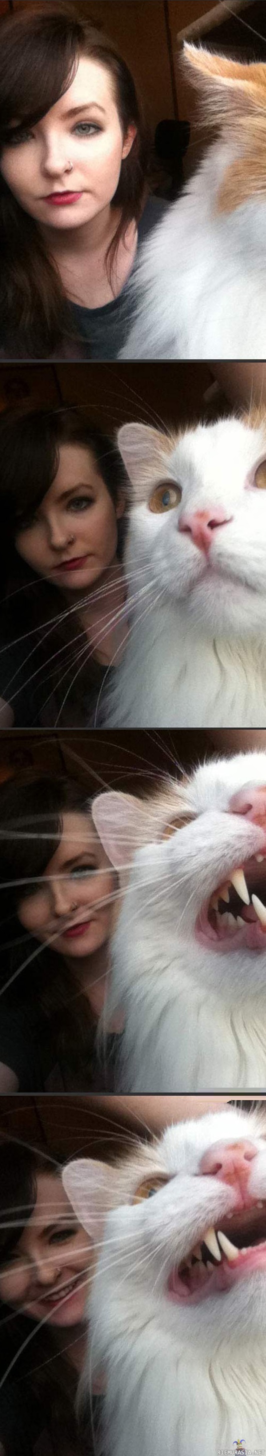 Kissa pilaa selfiehetken