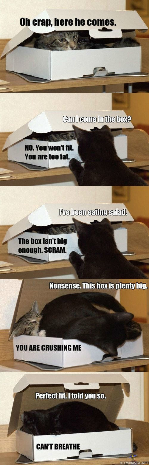 Kissat laatikossa