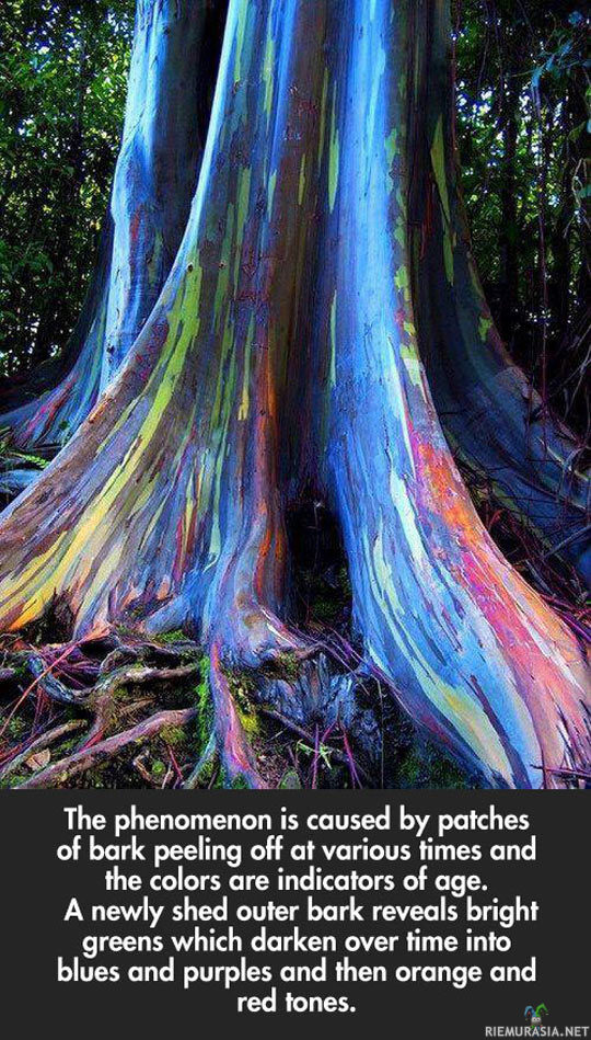 Rainbow Eucalyptus Tree - Rainbow Eucalyptus Tree