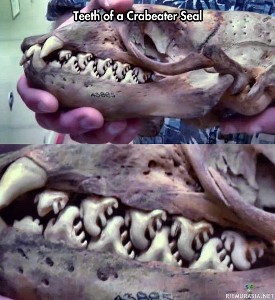 Krillihylkeen hampaat