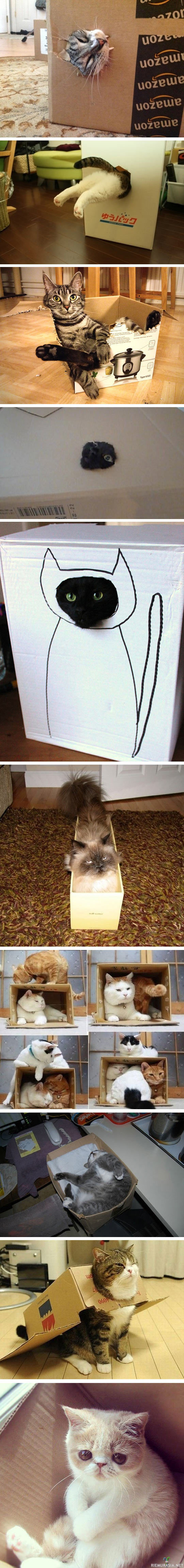 Kissoja laatikossa
