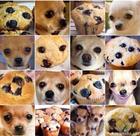 Koirat ja muffinit