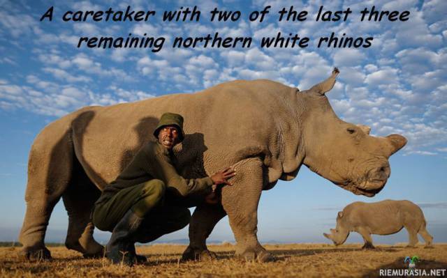 Northern white rhinoceros - Maailmassa on enää kolme leveähuulisarvikuonon alalajin edustajaa. Loput 3000 yksilöä on metsästetty. Kolme vimosta elossa olevaa sarvikuonoa löytyy eläintarhasta
