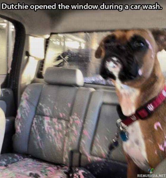 Kiitos koiralle - koira avasi ikkunan kesken autopesun