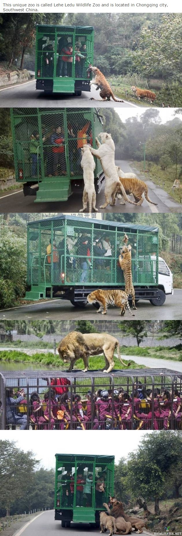 Käänteinen eläintarha - turistit häkkiin ja menoksi