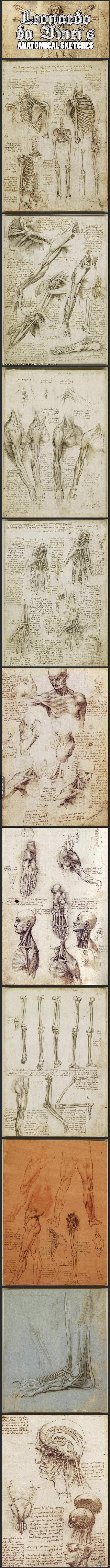 Alkuperäiset Leonardo da Vincin piirtämät anatomiakuvat
