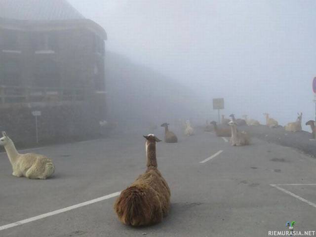 Silent Hill - Attack of the llamas