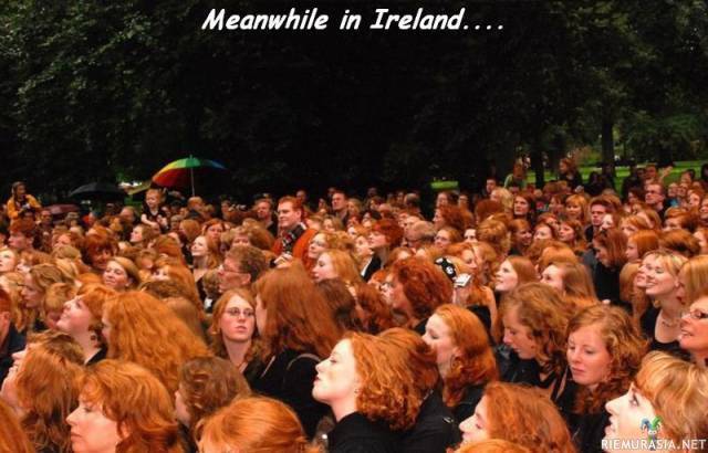 Irlannin punapäät