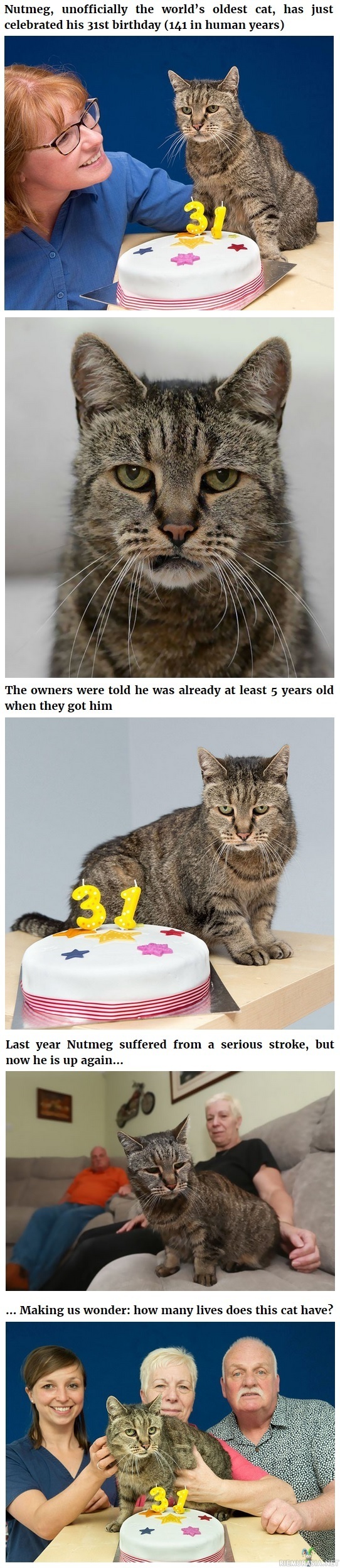 31 vuotias kissa