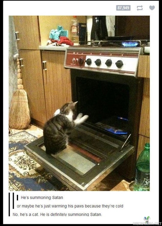 Kissa lämmittelee - vai lämmitteleekö?